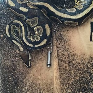 Meet your Posher, Mitchell